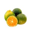 LIMON MANDARINA KILO