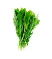 LECHUGA RUGULA BJA x UN