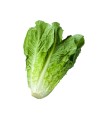 LECHUGA ROMANAxUND