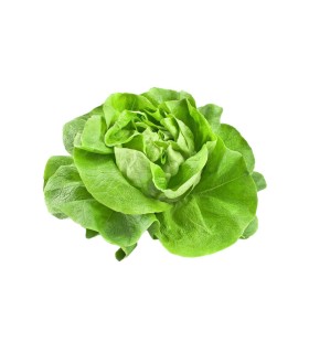 LECHUGA LISA x UND