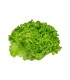 LECHUGA CRESPA VERDE BOLSA x UN