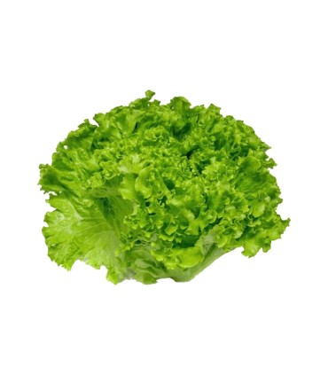LECHUGA CRESPA VERDE BOLSA x UN