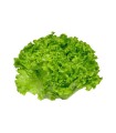 LECHUGA CRESPA VERDE BOLSA x UN