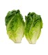 COGOLLO EUROPEO LECHUGA