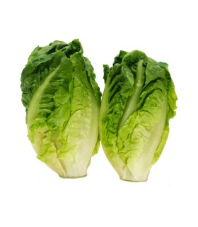 COGOLLO EUROPEO LECHUGA