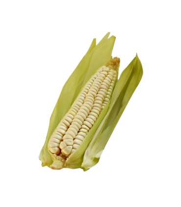 CHOCOLO MAZORCA KILO