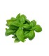 ALBAHACA FRESCA KILO