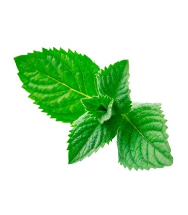 HIERBABUENA x50GRAMOS