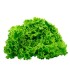LECHUGA BOUQUET BOLSA