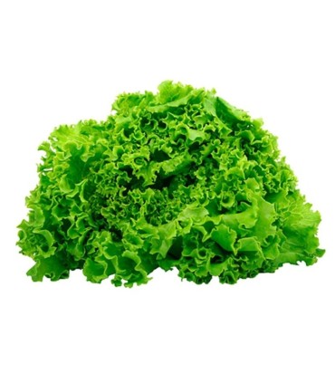 LECHUGA BOUQUET BOLSA