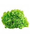 LECHUGA TROPICAL BL x UND